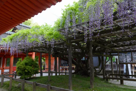Wisteria at Kasuga Taisha Shrine