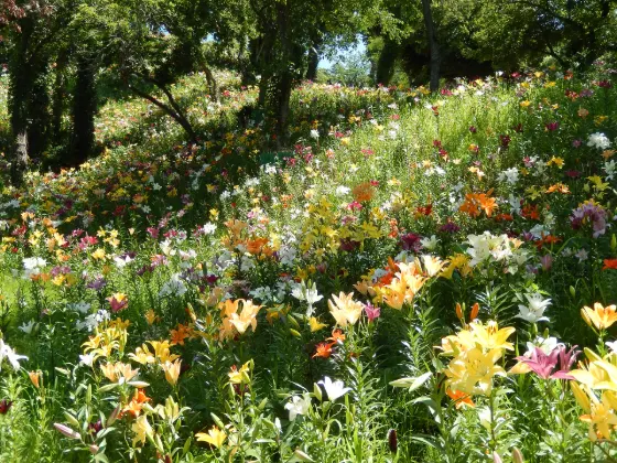 Lilies at Kasui Yuri-no-en