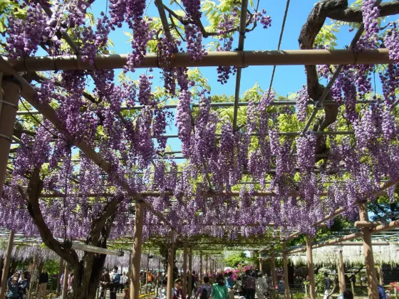 Wisteria at Mandara-ji Park