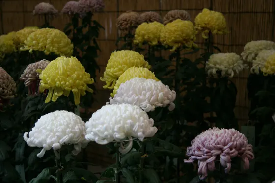 Chrysanthemum at Meiji Jingu Chrysanthemum Show
