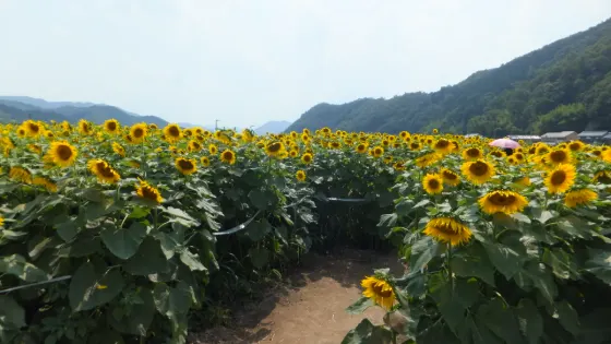 Sunflowers at Nanko Sunflower Fields (Sayo)