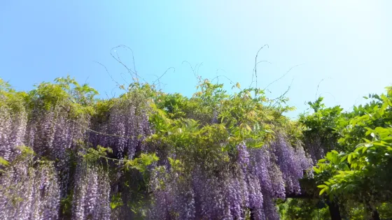 Wisteria at Shirai Omachi Wisteria Park