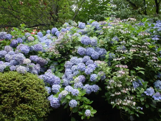 Hydrangea at Takahata Fudo