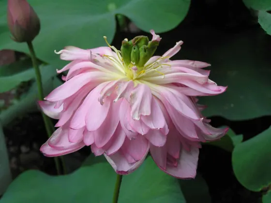 Lotus at Toshodai-ji Temple