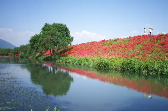 Red spider lily at Tsuya River (Kaizu)