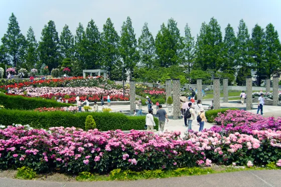 Roses at Aramaki Rose Park