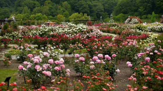 Roses at Gifu World Rose Garden