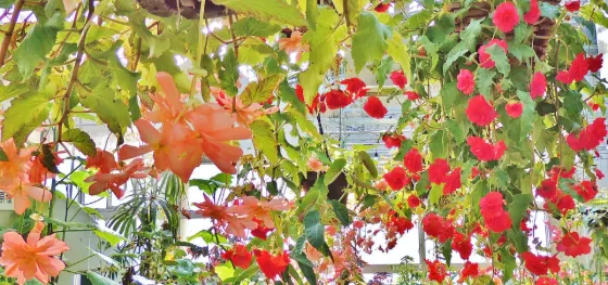 Begonia at Hiroshima Botanical Garden