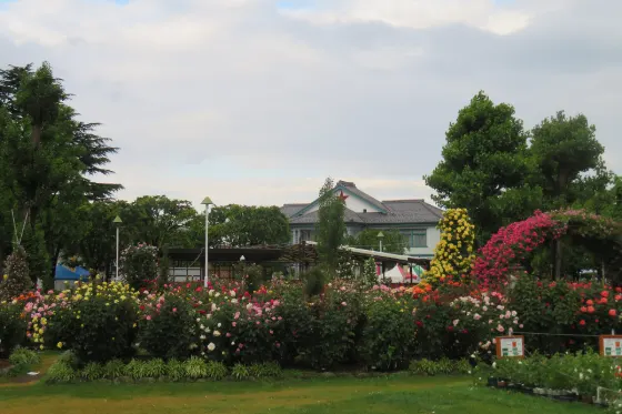 Roses at Ichibongi Park