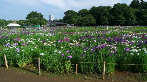 Iris at Kitayama Park Iris Garden