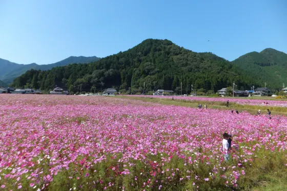 Cosmos at Kiyozumi Cosmos Garden