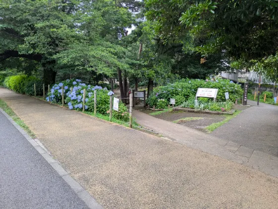 Hydrangea at Kodaira Ajisai Park