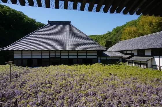 Wisteria at Koppata Wisteria (Chosen-ji)