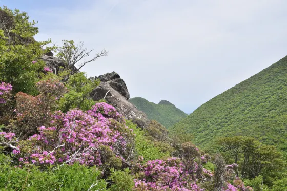 Azalea at Kuju Mountains