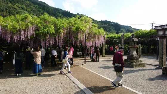Wisteria at Kuroki Great Wisteria