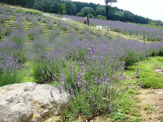 Lavender at Lavender Park Taka