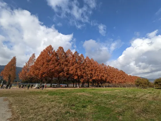 Autumn leaves at Metasequoia Avenue (Makino)