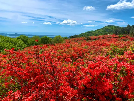 Azalea at Mount Tokusenjo