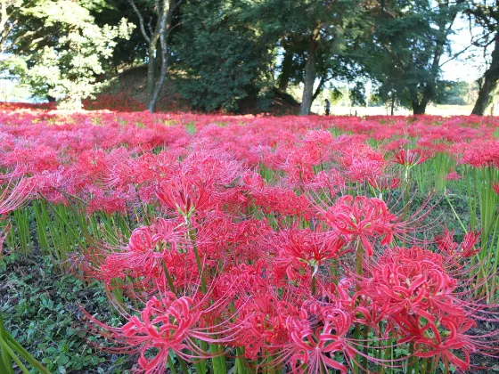 Red spider lily at Nanatsumori Kofun