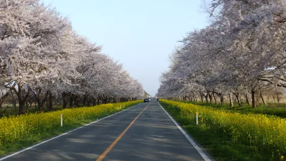 Rapeseed at Ogata Village Nanohana Road