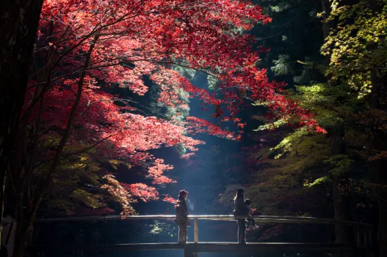 Autumn leaves at Oguni Shrine