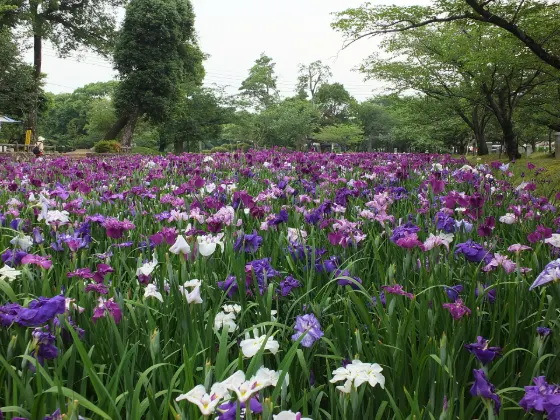 Iris at Omura Park