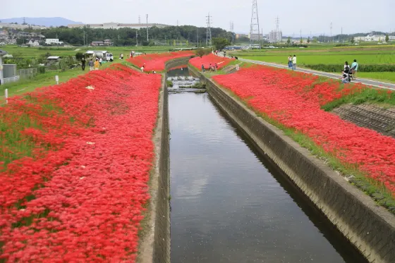 Red spider lily at Oozuma-onna River
