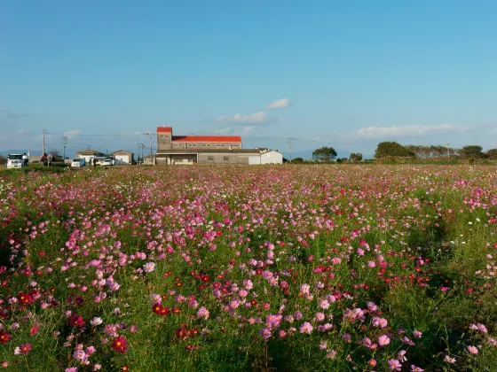 Cosmos at Saga Airport Cosmos Garden