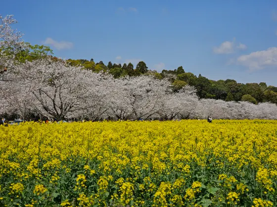 Rapeseed at Saitobaru Burial Mounds