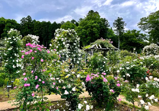 Roses at Sakura Kusabue-no-Oka Rose Garden