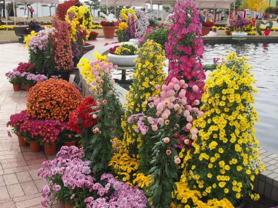 Chrysanthemum at Takefu Chrysanthemum Dolls