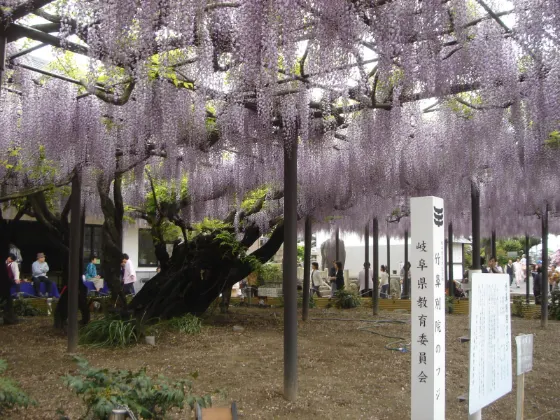 Wisteria at Takehana Betsuin