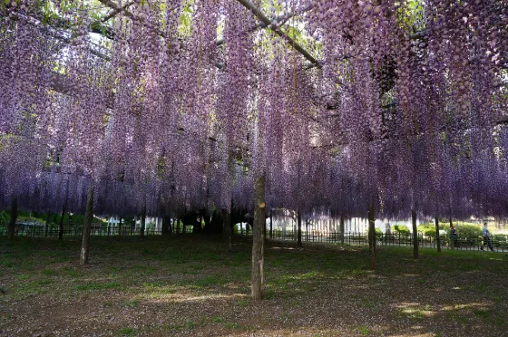 Wisteria at Tamashiki Park
