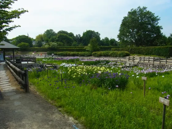 Iris at Umami Kyuryo Park
