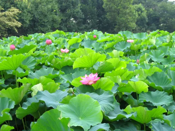 Lotus at Yakushi-ike Park