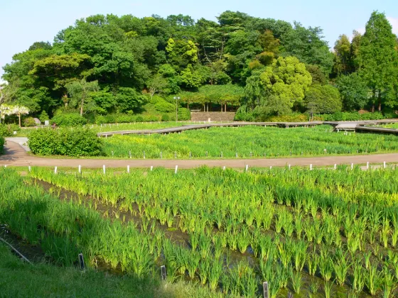 Iris at Yokosuka Iris Garden