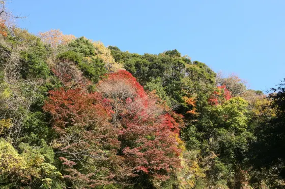 Autumn leaves at Yoro Valley