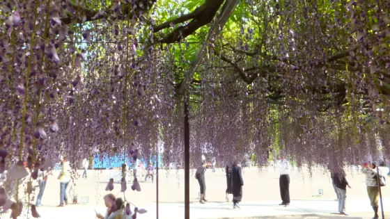 Wisteria at Byakugo-ji Temple