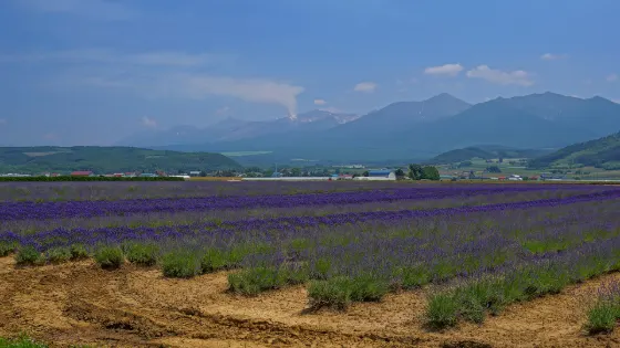 Lavender at Farm Tomita Lavender East