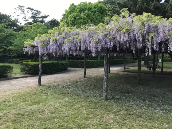 Wisteria at Hagi Castle Ruins (Shizuki Park)