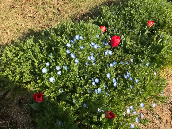 Nemophila at Nokonoshima Island Park (Nemophila)