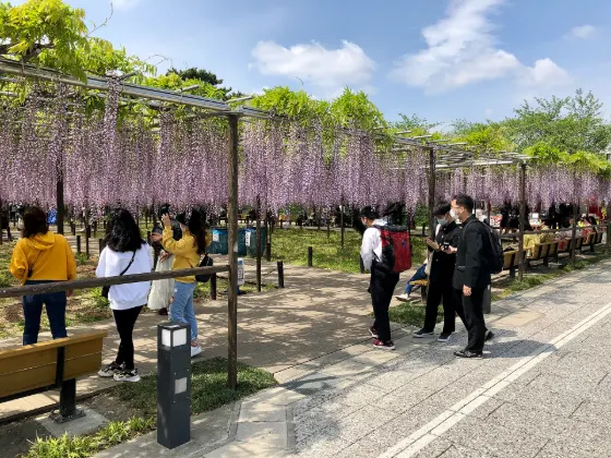 Wisteria at Okazaki Park (Gomangoku Wisteria)