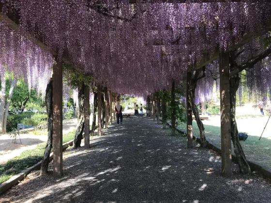 Wisteria at Omishima Wisteria Park