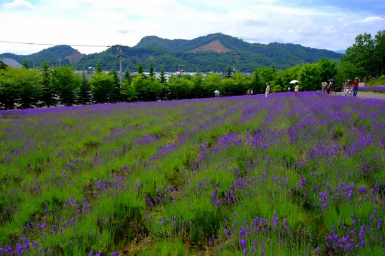 Lavender at Tokai University Sapporo Lavender Field