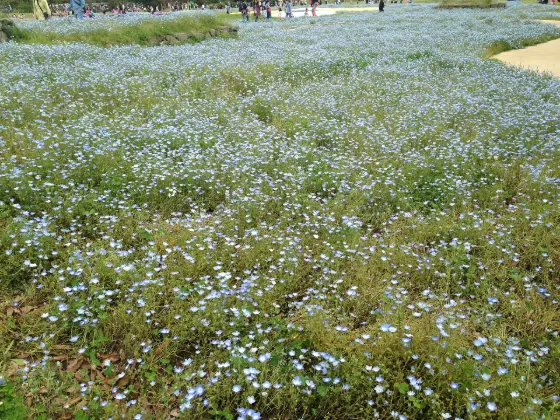 Nemophila at Uminonakamichi Seaside Park (Nemophila)
