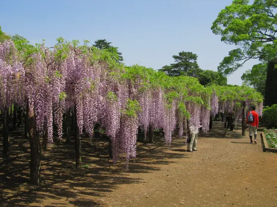 Wisteria at Ushijima Wisteria
