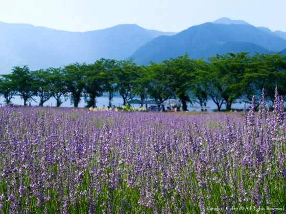 Lavender at Yagisaki Park