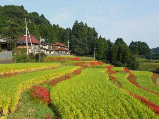 Red spider lily at Eriyama Rice Terraces