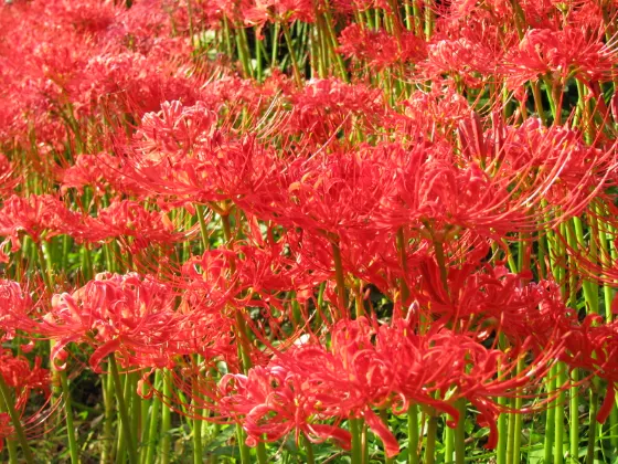 Red spider lily at Hinata (Isehara)