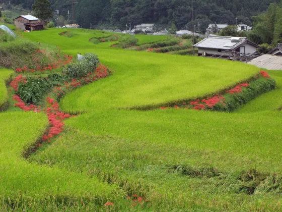 Red spider lily at Inabuchi Terraced Rice Fields (Asuka)